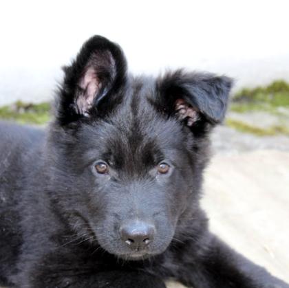Rüden Welpen Altdeutscher Schäferhund DDR Linien
