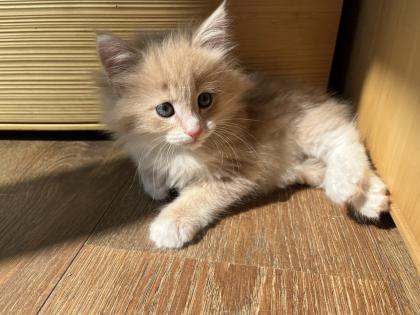 Norwegische Waldkatze reinrassige Mädchen suchen ein liebevolles zu Hause