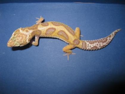 Leopardgecko Nachzuchten 2022