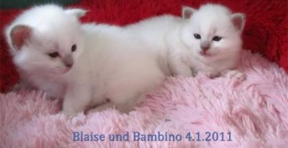 Bezaubernde reinrassige Birma Kitten abzugeben