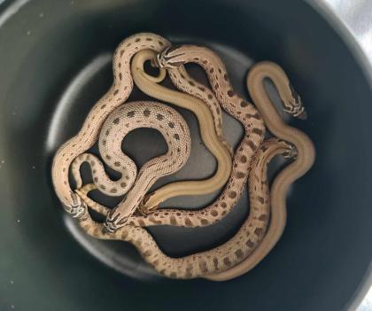 Letzte Heterodon Nasicus NZ 24
