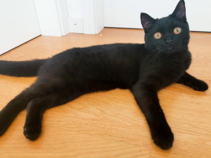 Kater BKH - schwarz/dunkelbraun - 7 Monate alt