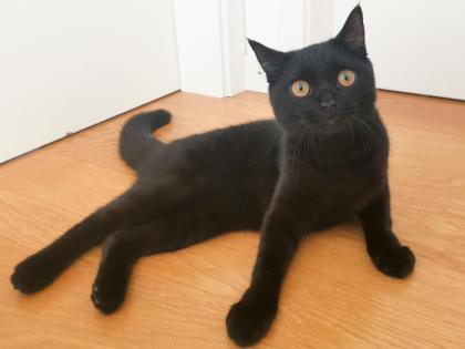 Kater BKH - schwarz/dunkelbraun - 7 Monate alt