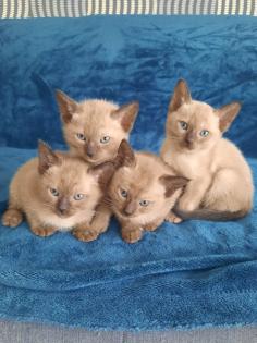 Tonkanese Kitten -650 00 Euro VB
