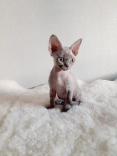 Zwei Mädchen und einen Junge von Devon Rex