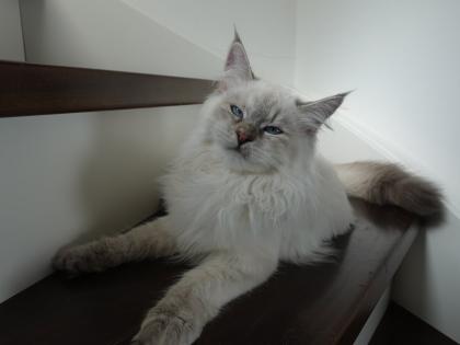 Suche reinrassigen Deckkater mit Papieren Neva oder Sibirer NEV / SIB