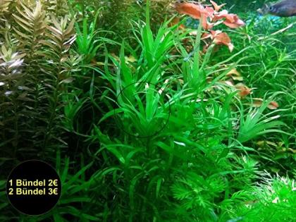 Seegrasblättriges Trugkölbchen RARITÄT Wasserpflanzen Versand/ Abholung