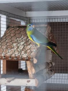 Junge Glanzsittiche männlich