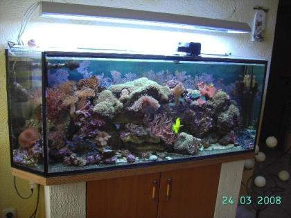 Lebendgestein Riffaufbau inkl. Korallen Fische Einsiedler Schnecken Garnelen