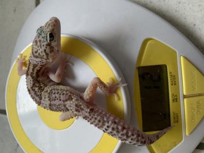 1. 0 Raptor Het Diablo blanko Leopargecko Männchen Enz 22 Übergabe Houten oder Hamm möglich snake r