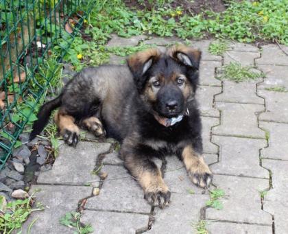 Obiwan Rüde Welpe Altdeutscher Schäferhund DDR Linien