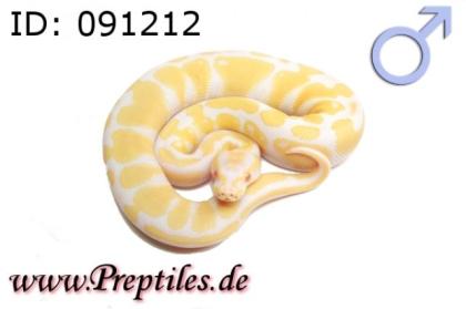 Python regius/Königspython ENZ 2022 abzugeben Albino Mojave.