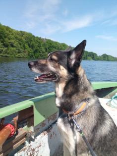 Deckrüde Schäferhund husky Mix
