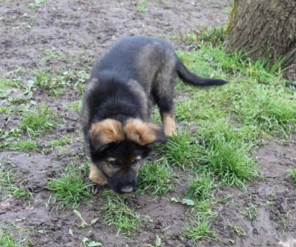 Obiwan Rüde Welpe Altdeutscher Schäferhund DDR Linien