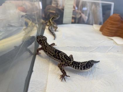 Leopardgecko Gruppe 8 Tiere