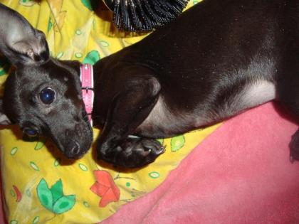 Zwergpinscher/ Prager Rattler Miniweibchen