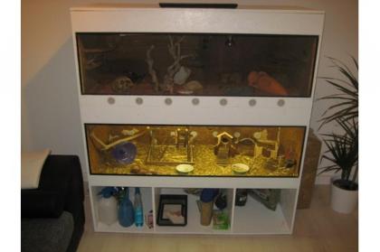 Terrarium incl Farb Mäuse Leopardgeckos u. Zubehör