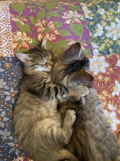 Katzenbabys Van Katze Main Coon Mischling