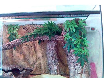 TOP Neuwertig1 20 x 50 x 50 Terrarium mit allem Zubehör 2 grüne Wasseragam