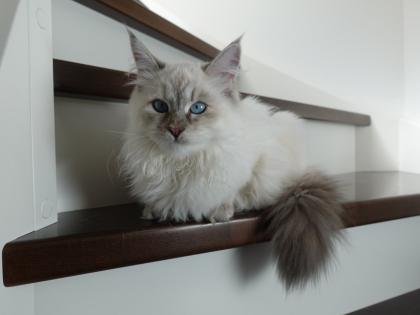 Suche reinrassigen Deckkater mit Papieren Neva oder Sibirer NEV / SIB