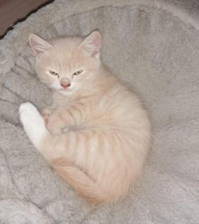 Norwegische Waldkatze