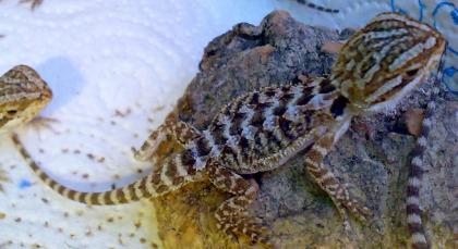 Junge Bartagamen