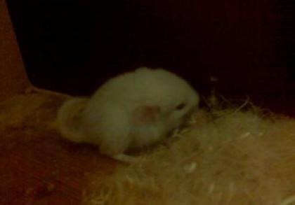 2 Chinchilla-Böckchen-Babys suchen ein zu Hause