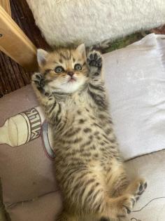 Reinrassige BKH Kitten