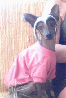 Chienese crested chnienese nackter hund