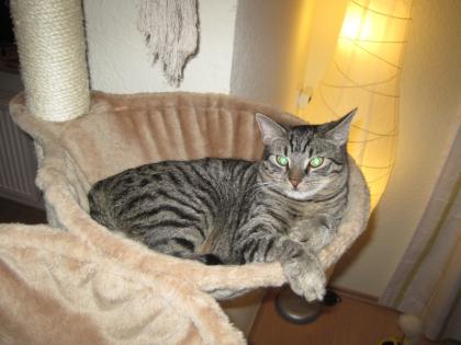 Romeo sucht ein neues liebevolles Zuhause.