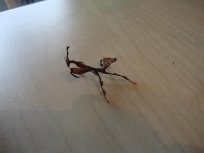 Biete subadulte Phyllocrania paradoxa Männchen an. und 1 Oothek