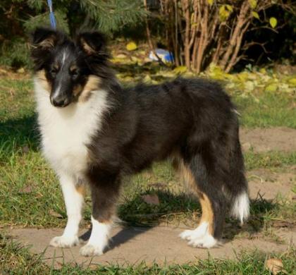 Sheltie Hündin tricolor
