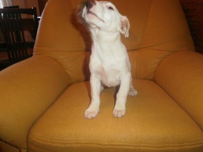 Jack Russel Terrier - Hündin