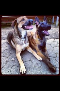 Hundesportler aufgepasst