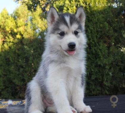 Siberian Husky Welpen aus TOP Verpaarung