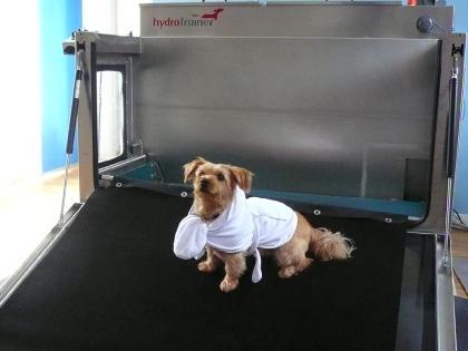Hundephysiotherapie MIT Unterwasserlaufband im Osten von Hamburg