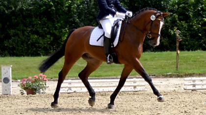 Reiten mit Herz - Gefühlvolle Pferde und Reiterausbildung
