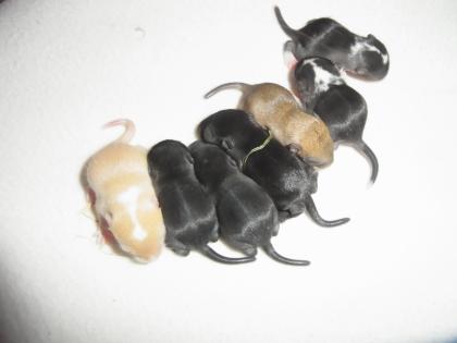 Süße Rennmäuse Gerbils vom Clan of little runners suchen dich