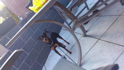 Zwergpinscher Deckrüde KEIN VERKAUF