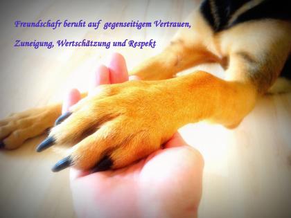 Liebevolle und zuverlässige HUNDEBETREUUNG Rund um die Uhr