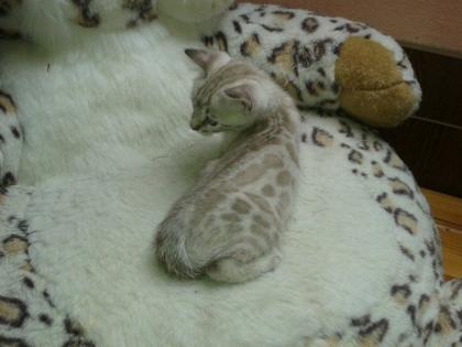2 superverschmuste Bengal Katerchen Snowbengalen