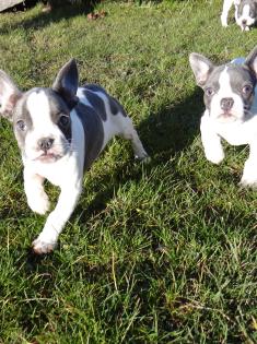 Französische Bulldoggen suche ein neues zu Hause