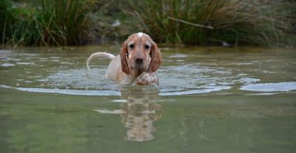 Goa English Setter Hündin Welpe
