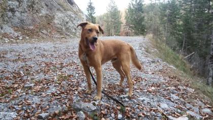 Labrador Rüde sucht neues Zuhause