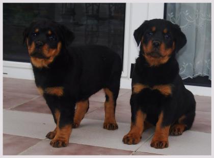 Rottweiler Welpen Reinrassig geimpft