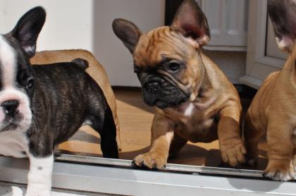 Französische Bulldoggen Welpen zu verkaufen