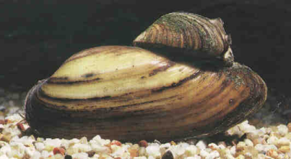 Teichfische Muscheln und Schnecken zu verkaufen