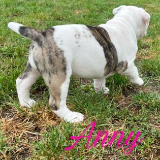 Old englisch Bulldog OEB Welpen zu verkaufen
