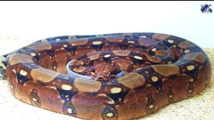 2. 3 Boa Constrictor abzuheben wegen Hobbyaufgabe