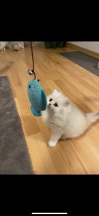Wunderschöne Britisch Langhaar Katzen